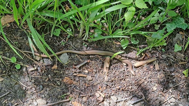 Een hazelworm (foto: Jannie van Dongen).