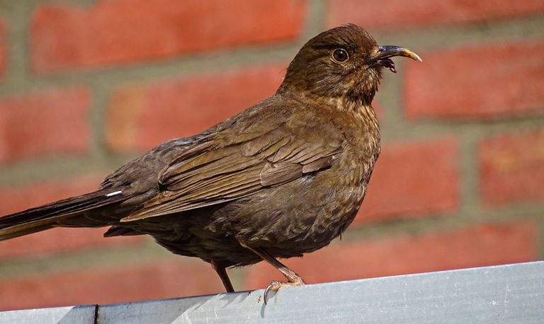 Een merelvrouwtje met een vergroeide snavel (foto: Henk de Winter).