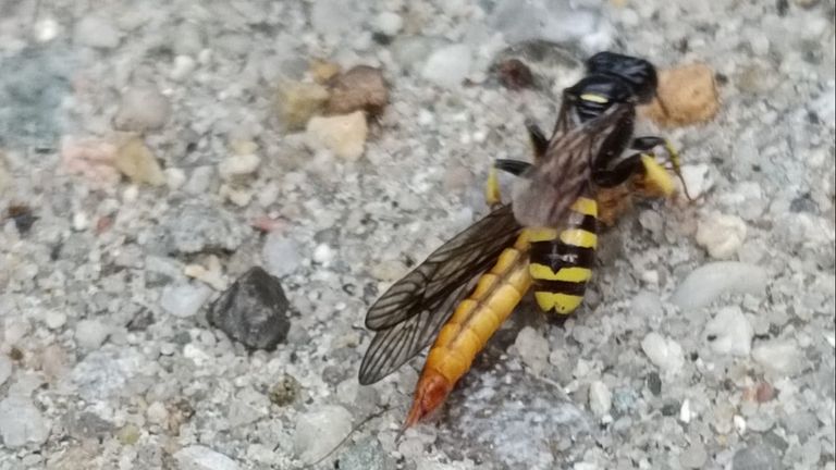 Een Crossocerus Vagabundus, graafwesp, met een langpootmug (foto: Ren van Weert).