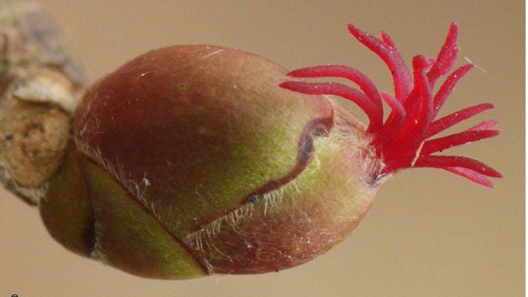 Vrouwelijke bloeiwijze van een hazelaar (foto: Ruut Aussems).