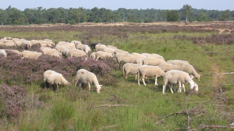 Schapenbegrazing Loonse en Drunense Duinen (foto: Frans Kapteijns).