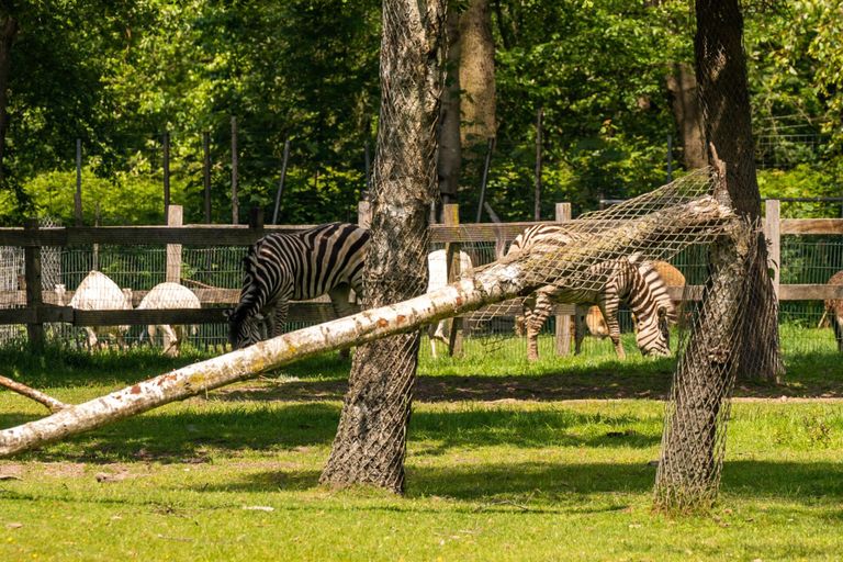 Dieren in een belendend park graasden rustig verder (foto: Dave Hendriks/SQ Vision).