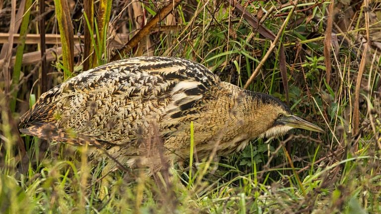 Roerdomp op jacht in de Biesbosch (Foto: Hans de Zwart) 