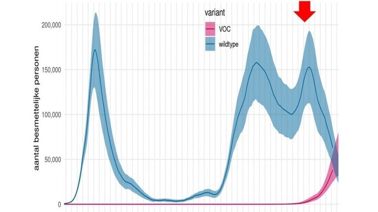 Het aantal coronabesmettelijke personen. Roze: de Britse variant. Blauw: de 'klassieke' variant (bron: RIVM)