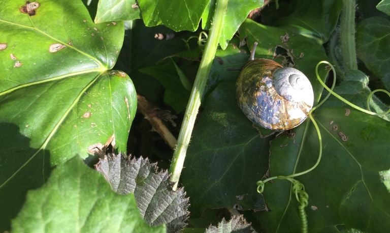 Segrijnslak, ook wel kleine wijngaardslak genoemd (foto: Marianne Cobussen).