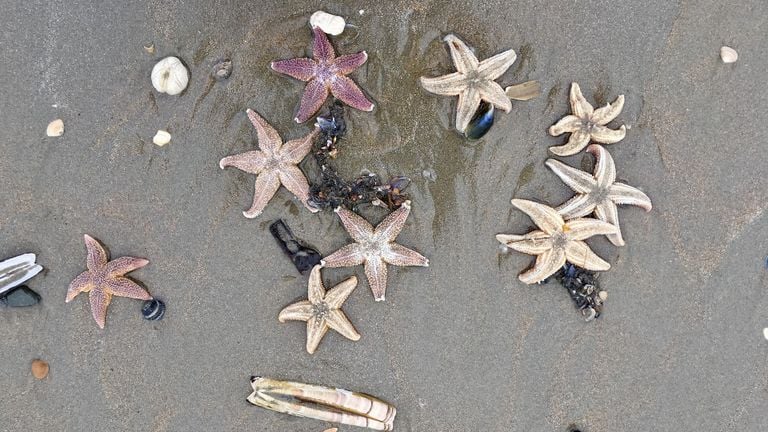 Zeesterren (foto: Monique Stokman via Pixabay).