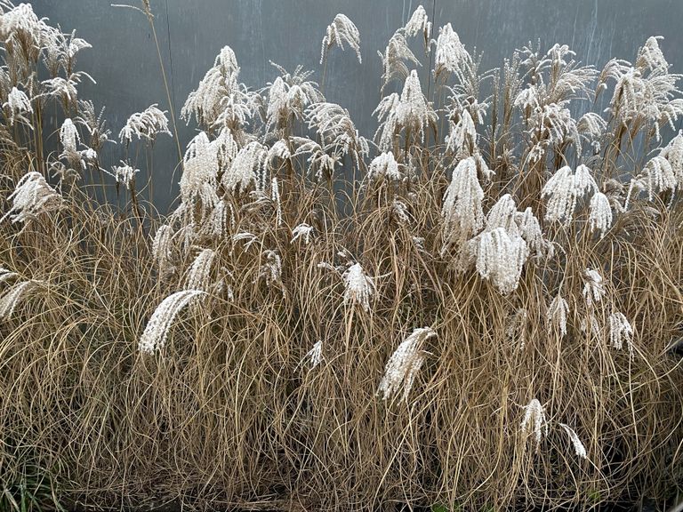 Sneeuw in Den Bosch (foto: Peter-Paul van Geijn).