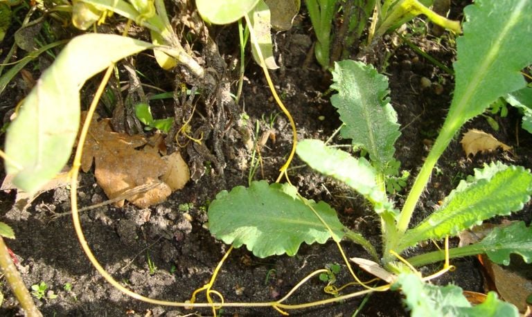 Het bekendere klein warkruid (foto: Hanneke Schenk).