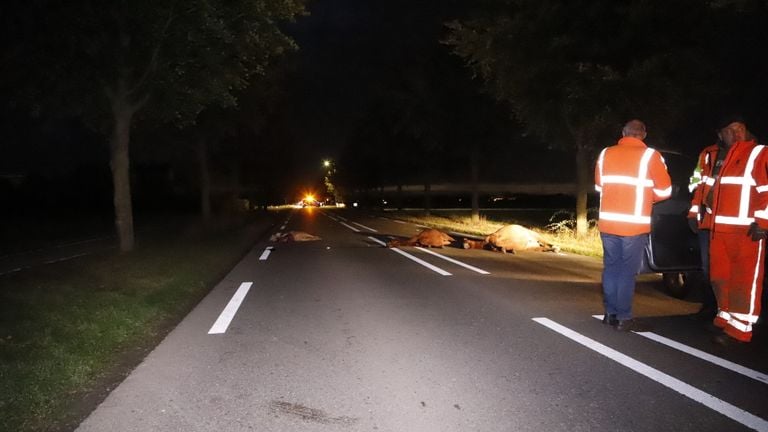 De aanrijding op de N264 vond rond vijf uur dinsdagnacht plaats (foto: SK-Media).