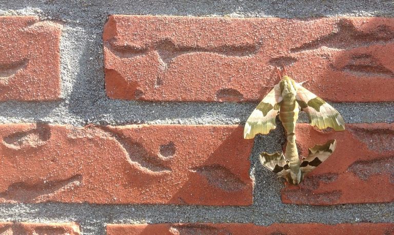 Een parend vrouwtje (boven) en mannetje van de lindepijlstaart (foto: Cor Ros)