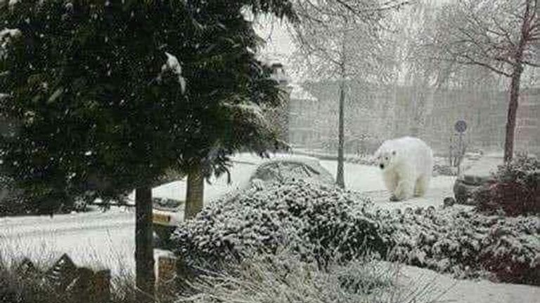 Al na de eerste sneeuwbui, meldt zich in Sint-Oedenrode een ijsbeer. Als dat maar geen nepnieuws is (foto: Chris van Heeswijk).