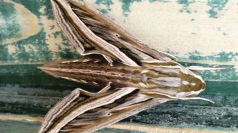 Een wingerdpijlstaart (foto: Vlinderstichting).