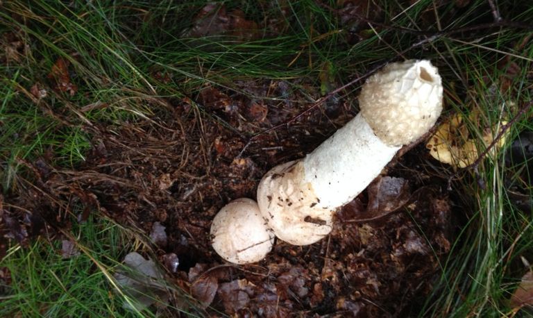 De grote stinkzwam zonder sporen (foto: Frans Kapteijns).