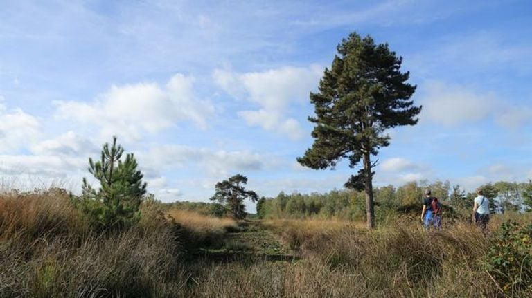 De Groote Peel (foto: Staatsbosbeheer).