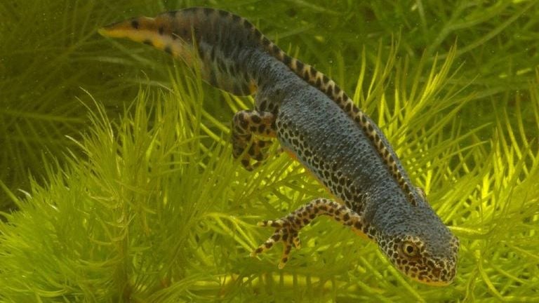 Een Alpenwatersalamander foto: Kees Marijnissen).