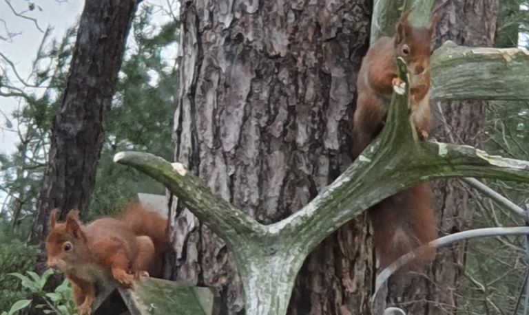 Knagende eekhoorns aan een elanden- en edelhertengewei (foto: Joop van Extel).