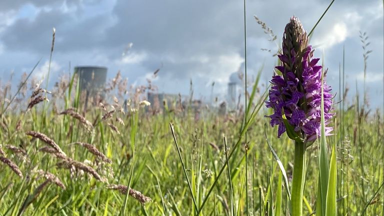 Een gevlekte rietorchis tegen de achtergrond van de chemische industrie (foto: Erik Peeters)