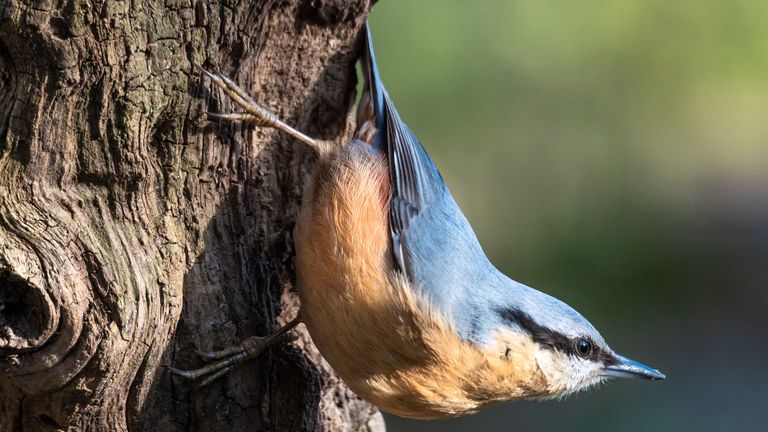 Een boomklever (foto: Piet van de Wiel via Pixabay).