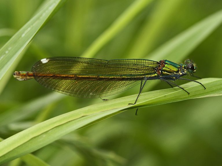 Een weidebeekjuffer met een duidelijk zichtbaar achterlichaam (foto: Saxifraga/Ab H. Baas).