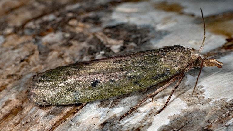 De hommelnestmot (foto: Saxifraga./Ab H. Baas).