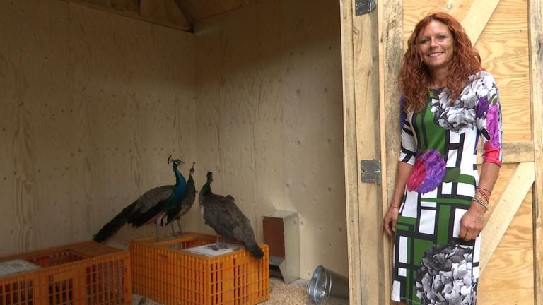 Yvette Langbroek naast de drie net aangekomen pauwen. (foto: Raoul Cartens)