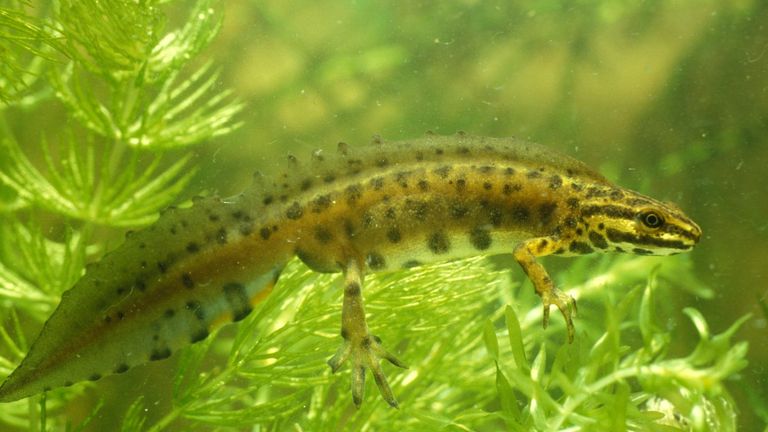 Een in het water levende  kleine watersalamander (foto: Saxifraga/Kees Marijnissen).