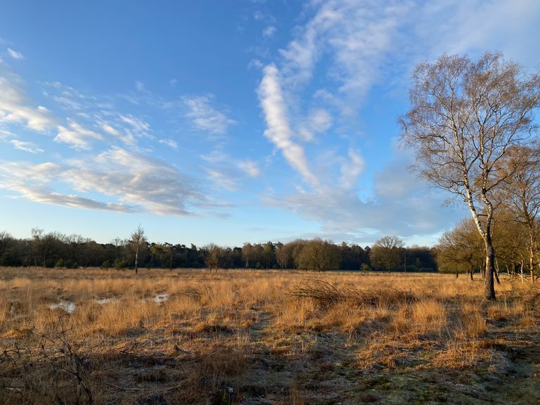 De Kampina, de heide bij de Annadreef (foto: Frans Kapteijns).