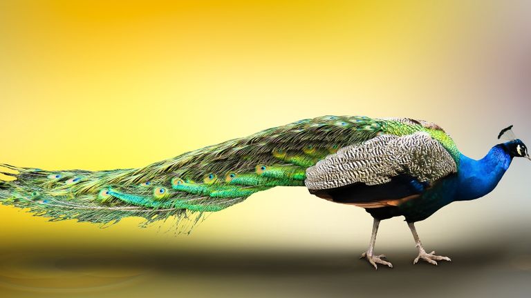 De vleugels van een pauw (foto: G.C via Pixabay).