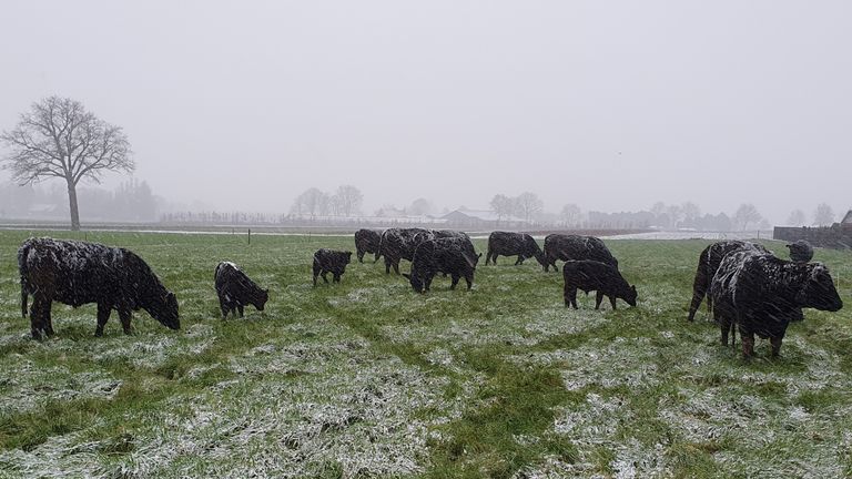 Black Angus koeien in de sneeuw (foto: Pieter Brouwer).