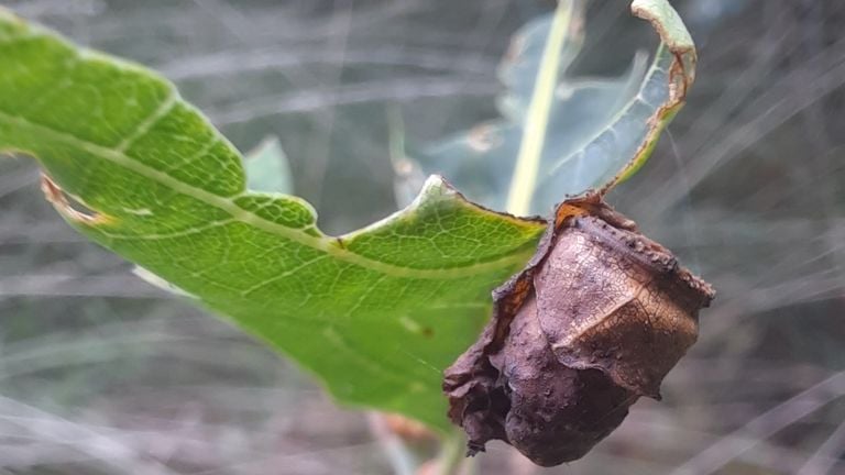Een tonnetje gemaakt door de eikenbladrolkever (foto: Hans van Nunen).